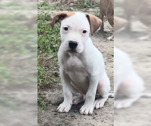 Medium Photo #1 American Pit Bull Terrier-Unknown Mix Puppy For Sale in Cary, NC, USA