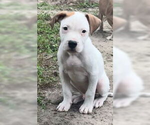 American Pit Bull Terrier-Unknown Mix Dogs for adoption in Cary, NC, USA