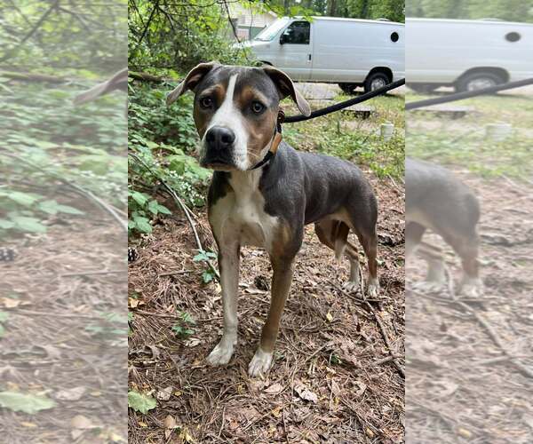Medium Photo #3 Mutt Puppy For Sale in Clarkesville, GA, USA