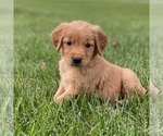 Small Photo #3 Golden Retriever Puppy For Sale in WOLCOTT, IN, USA