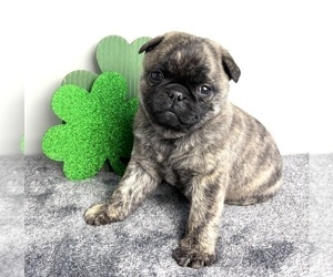 Pug Puppy for sale in INDIANAPOLIS, IN, USA