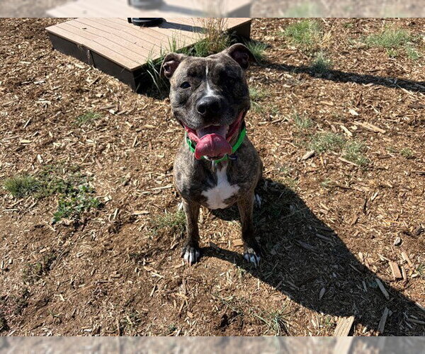 Medium Photo #1 American Pit Bull Terrier-Catahoula Leopard Dog Mix Puppy For Sale in Denver, CO, USA