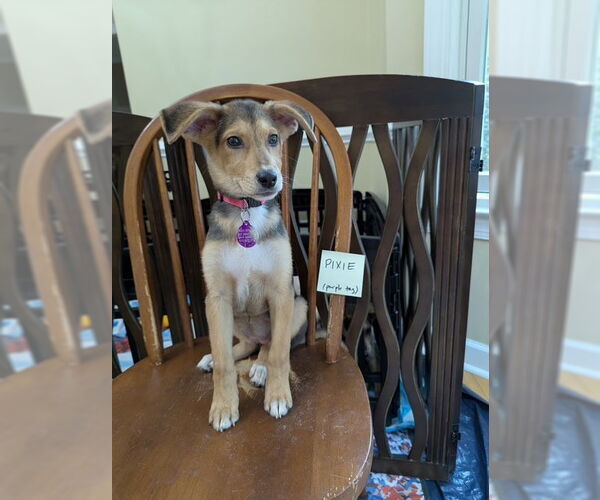 Medium Photo #2 Mutt Puppy For Sale in Cary, NC, USA