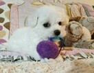 Small Photo #8 Bichon Frise Puppy For Sale in EUGENE, OR, USA
