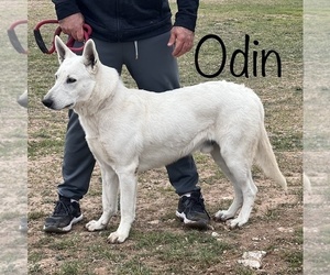 Father of the German Shepherd Dog puppies born on 04/07/2025