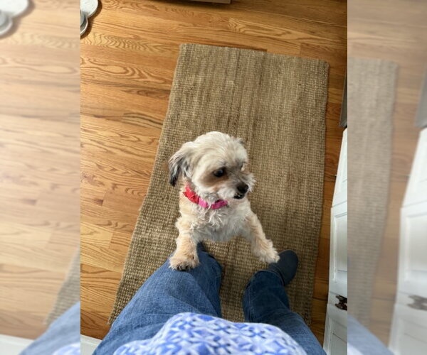 Medium Photo #2 Shih Apso Puppy For Sale in San Francisco, CA, USA