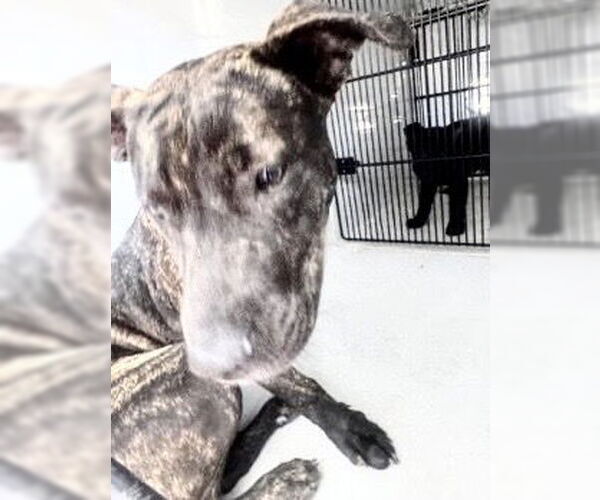 Medium Photo #1 Mutt Puppy For Sale in Houston, TX, USA