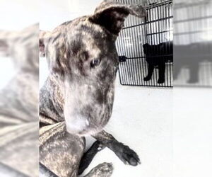 Mutt Dogs for adoption in Houston, TX, USA