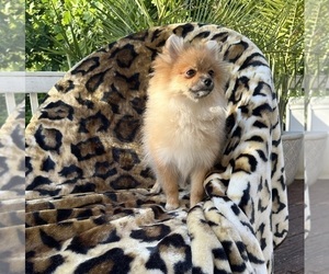 Pomeranian Puppy for Sale in ARNOLD, Maryland USA