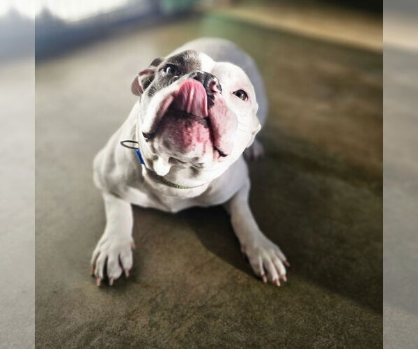 Medium Photo #4 Boxer-Unknown Mix Puppy For Sale in Los Angeles, CA, USA