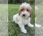 Small #33 Poodle (Miniature)