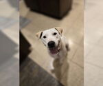 Small #18 Labrador Retriever
