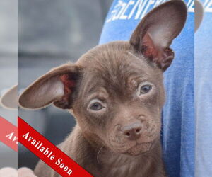 Chihuahua Dogs for adoption in Huntley, IL, USA