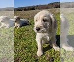 Small Photo #15 Labradoodle Puppy For Sale in BAHAMA, NC, USA