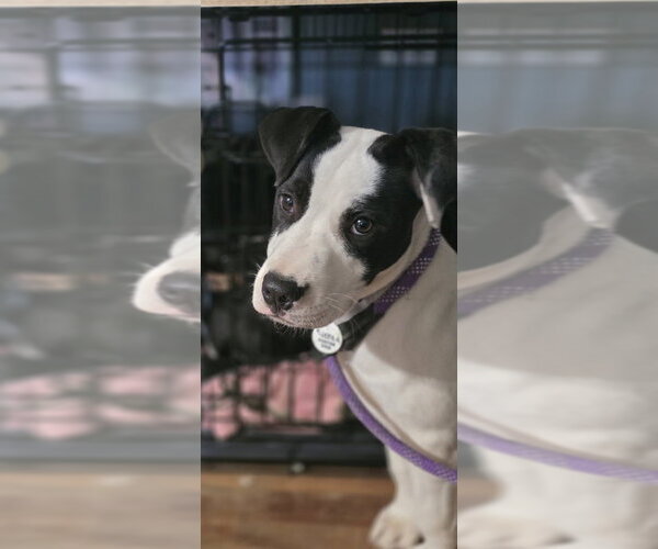 Medium Photo #2 Mutt Puppy For Sale in Boston, MA, USA