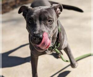 American Pit Bull Terrier Dogs for adoption in Charlotte, NC, USA