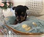 Small Photo #4 YorkiePoo Puppy For Sale in ORLANDO, FL, USA