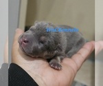 Puppy Linguine Chinese Shar-Pei