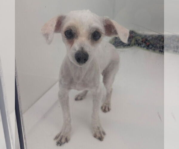 Medium Photo #1 Malchi Puppy For Sale in Chico, CA, USA