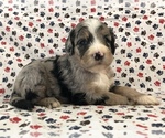 Small Photo #1 Sheepadoodle Puppy For Sale in LOST CREEK, WV, USA