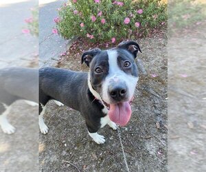 American Pit Bull Terrier-Unknown Mix Dogs for adoption in Santa Rosa, CA, USA