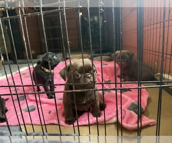 Medium Photo #6 Pug Puppy For Sale in BLOOMINGTON, IL, USA