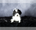 Small Photo #9 Cocker Spaniel Puppy For Sale in MILLERSBURG, IN, USA