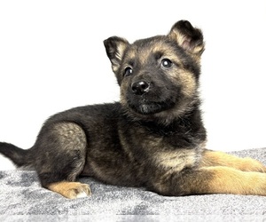 German Shepherd Dog Puppy for sale in INDIANAPOLIS, IN, USA