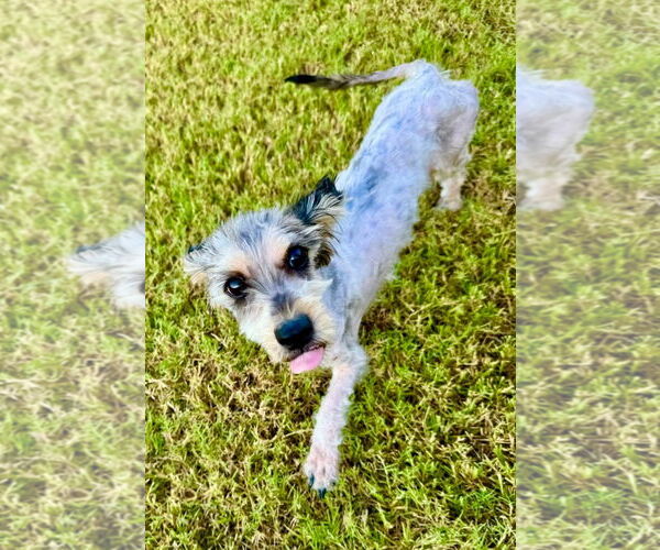 Medium Photo #4 Mutt Puppy For Sale in Royse City, TX, USA