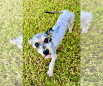 Small #3 Mutt