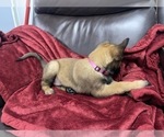 Small Photo #52 Belgian Malinois Puppy For Sale in REESEVILLE, WI, USA