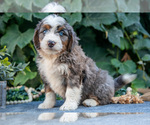 Small #1 Bernedoodle (Miniature)