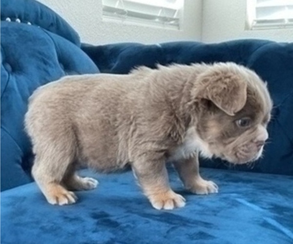 Medium Photo #2 English Bulldog Puppy For Sale in SAN JOSE, CA, USA