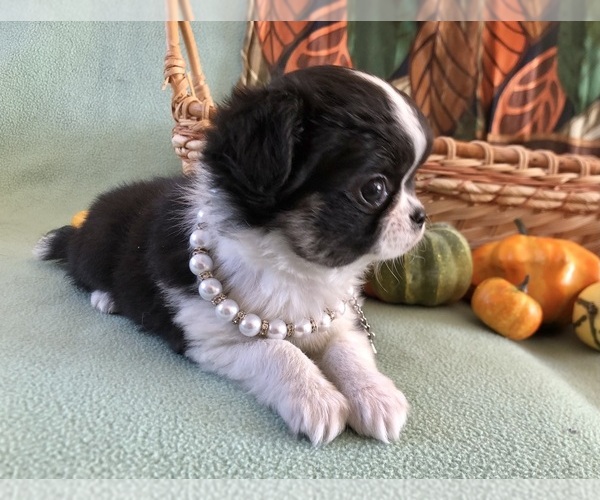 Medium Photo #4 Chihuahua Puppy For Sale in NEWVILLE, PA, USA