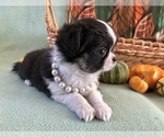 Small #3 Chihuahua