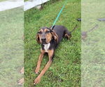 Small #3 Black and Tan Coonhound Mix