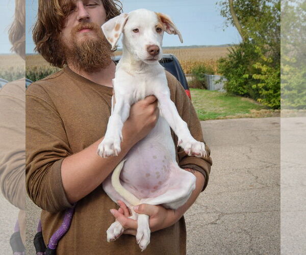 Medium Photo #4 Borador Puppy For Sale in Huntley, IL, USA