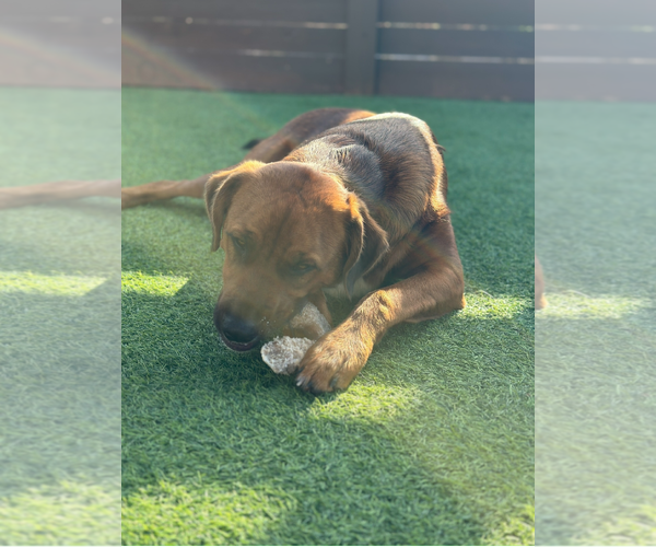 Medium Photo #5 Australian Shepherd-Rottweiler Mix Puppy For Sale in Escondido, CA, USA