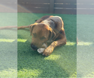Moka - Female Australian Shepherd-Rottweiler Mix Dog for Adoption - Photo #5
