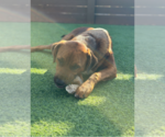 Small #4 Australian Shepherd-Rottweiler Mix