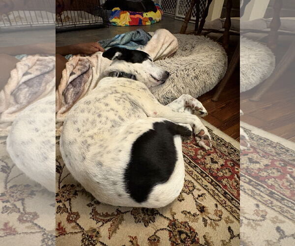 Medium Photo #7 Mutt Puppy For Sale in Rootstown, OH, USA