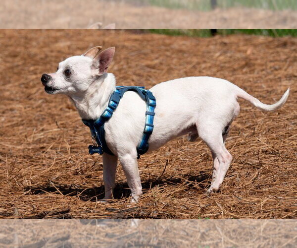 Medium Photo #4 Chihuahua Puppy For Sale in Ellijay, GA, USA