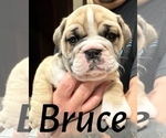 Puppy Bruce English Bulldog
