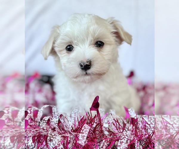 Medium Photo #6 Maltese Puppy For Sale in ROCK STREAM, NY, USA
