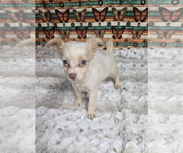 Medium Photo #25 Chihuahua Puppy For Sale in NEW YORK, NY, USA