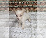 Small #24 Chihuahua