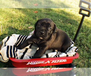 Cane Corso Puppy for sale in JEFFERSON CITY, MO, USA