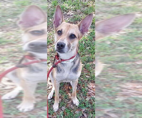 Medium Photo #1 German Shepherd Dog-Unknown Mix Puppy For Sale in Fort Lauderdale, FL, USA