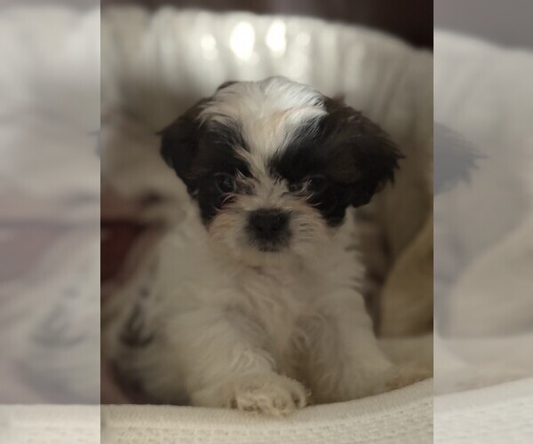 Medium Photo #3 Shih Tzu Puppy For Sale in MELBOURNE, FL, USA
