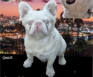 Father of the French Bulldog puppies born on 01/12/2026